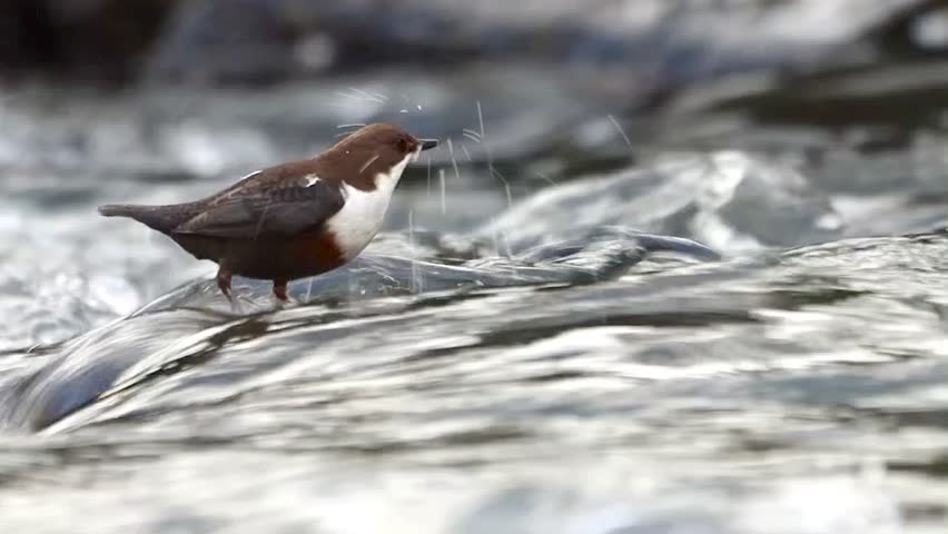 A  white-throated dipper is standing on a rock in the river drinking water and clearing its feathers.
