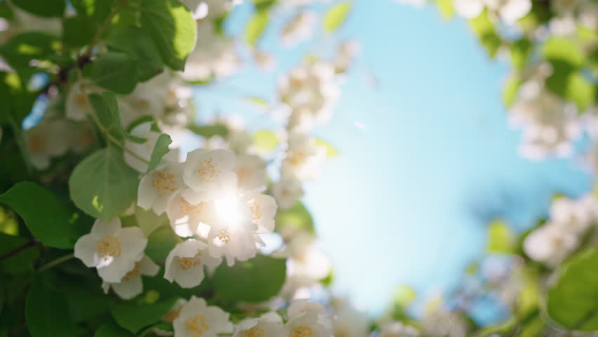Blooming jasmine bush flowers in sunlight. Copy space with nature frame with flowers and leaves and blue sky in summer