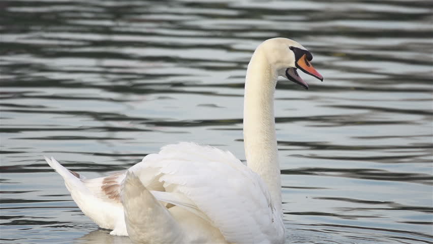 Male swan and female swan smooching on the river
