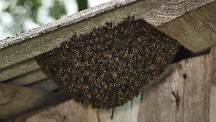 A hive of wild bees have attached themselves to the barn.