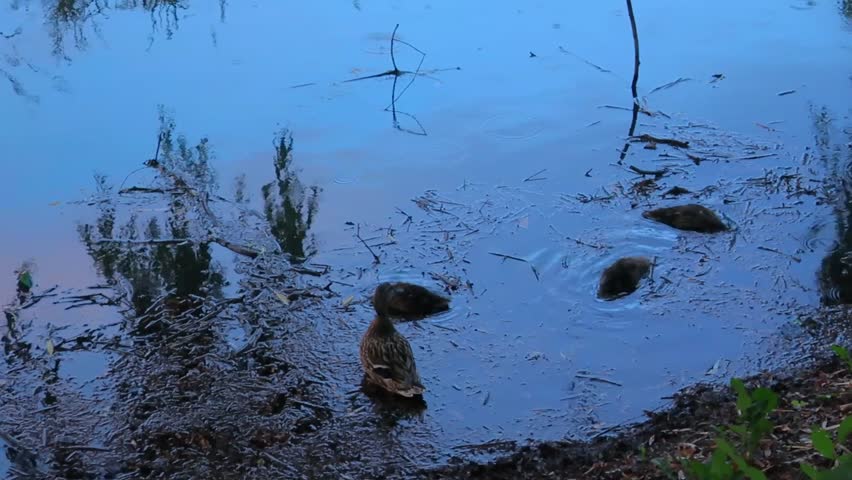 Mother duck with ducklings swimming in river and lookinf for food, eating