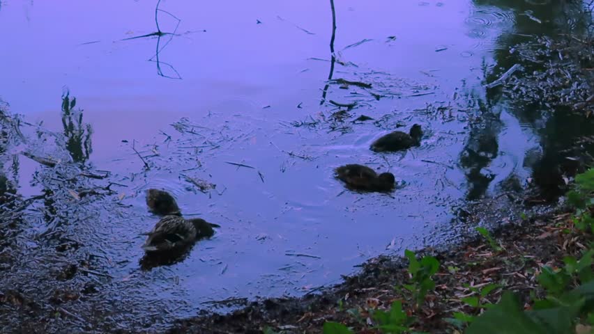Mother duck with ducklings swimming in river and lookinf for food, eating