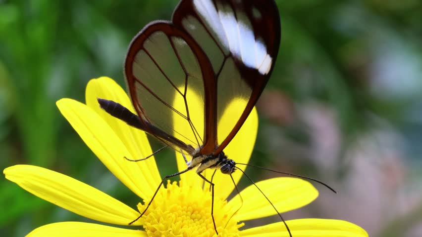 Glasswing Butterfly (Greta oto) feeding on a flower in the forest of Mindo, Ecuador
