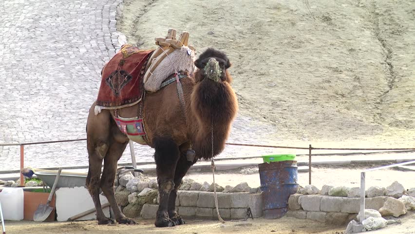 camel in mountains in Cappadocia, Turkey