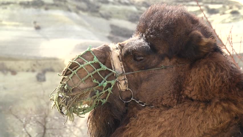 camel in mountains in Cappadocia, Turkey
