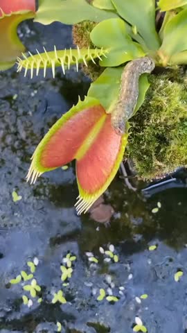 A large white caterpillar is moving inside the Venus Flytrap.