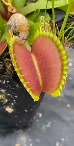Venus Flytrap Capturing a Snail.