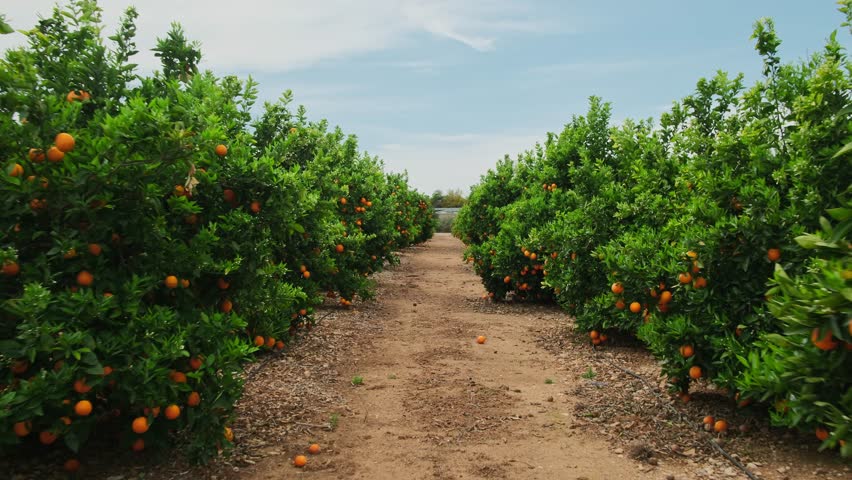 Orange garden with ripe oranges on tree branches. Beautiful orange trees in an orchard. Fruit trees laden with ripe fruits. Slow-motion steadicam footage. Juicy citrus fruits ripening in the sun