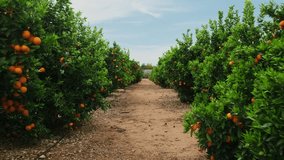 Orange garden with ripe oranges on tree branches. Beautiful orange trees in an orchard. Fruit trees laden with ripe fruits. Slow-motion steadicam footage. Juicy citrus fruits ripening in the sun - Powered by Shutterstock - Get 15% off with code: PIKWIZARD15