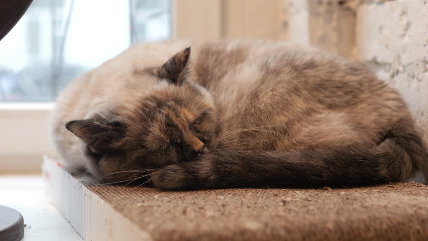 Cute domestic cat sleeping. Rescued street cats in shelter. Cat cafe.