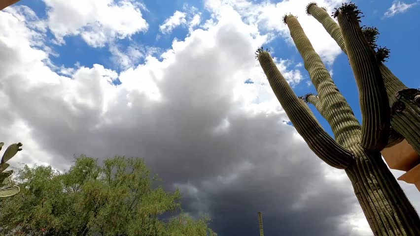 Saguaros and moving clouds in darkening sky