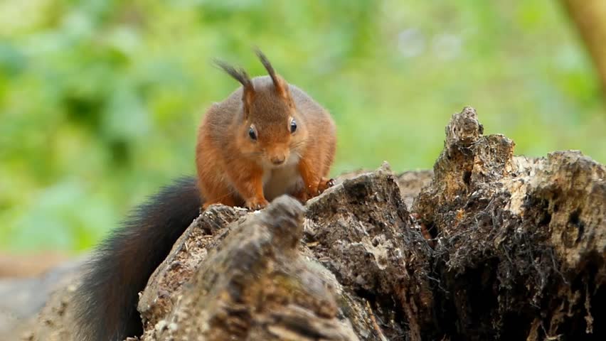 An Eurasian red squirrel stands on a broken tree trunk eating nuts in daytime with blur background