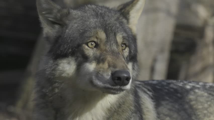 A closeup slow-motion of a wolf looking around in its territory on sunny day