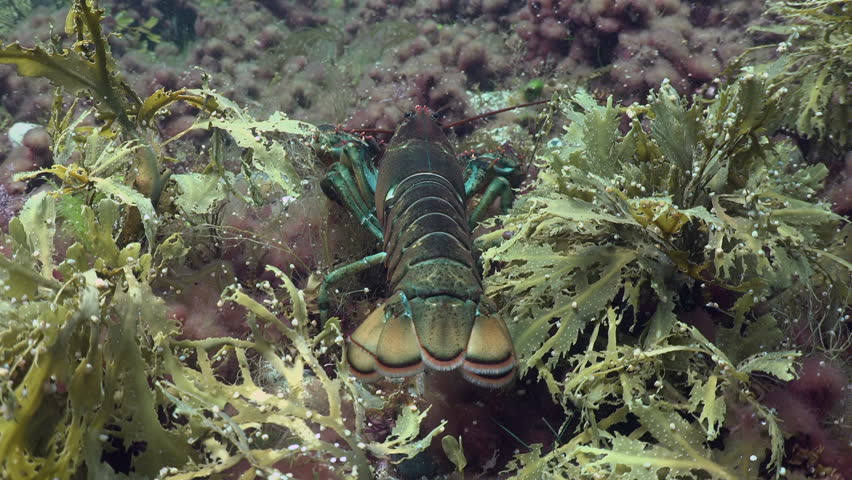 A close-up view of a crayfish searching for food underwater