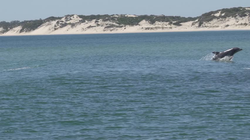 A slow motion of beautiful dolphins jumping from the blue sea