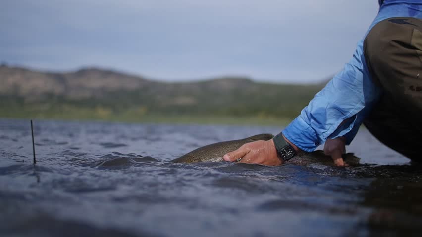A man relasing a Trout fish in the sea water