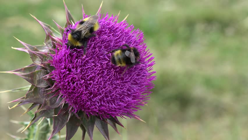 Flying Bumble Bees Insects Collecting Pollen on Thorns Flower, Pollinating Thistles, Mountains Desert Medicine Plants, Bumblebee