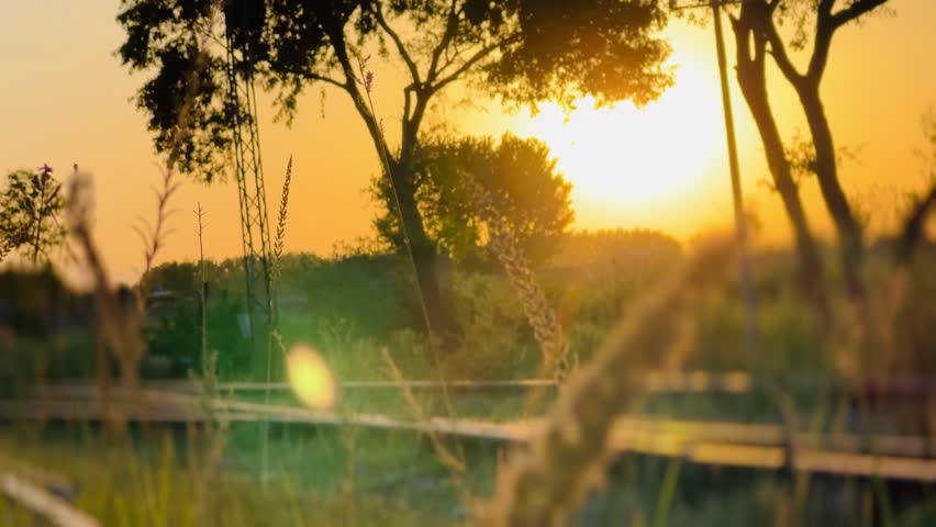 sunset through leaves of the tree.