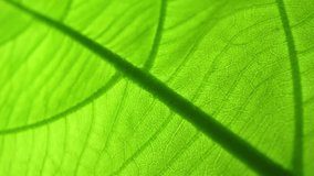 In this close-up marvel, the leaf's intricate network of veins is a testament to nature's artistry. Bathed in soft light, its vibrant green hue radiates with captivating intensity. Green background.
 - Powered by Shutterstock - Get 15% off with code: PIKWIZARD15