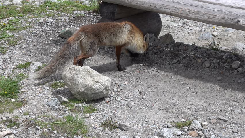 A stray mountain fox is looking for human food in the high Tatras in a mountain resort among tourists
