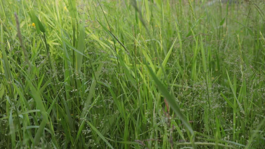 eautiful, natural, fresh plants, grass, flowers in the garden, park. Wind.