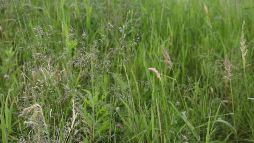 eautiful, natural, fresh plants, grass, flowers in the garden, park. Wind.