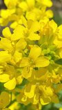 Yellow Wildflowers Swaying in the Wind: Natural Vertical Video