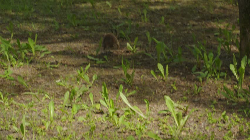 Forest squirrel runs away through the park between the trees. Animals in the wild footage