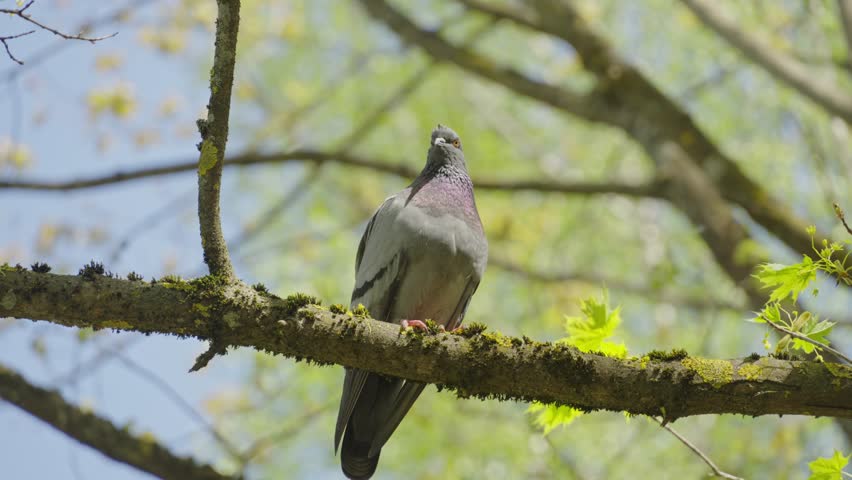 Dove sits on a branch and looks at the camera, and then flies away. Bird of peace in the wild, Pigeon