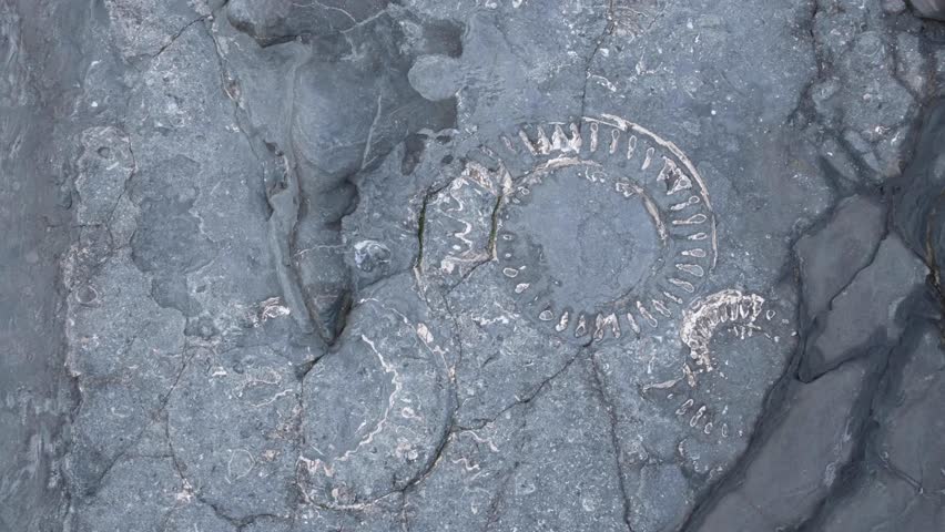 Close up view of ancient ammonite fossils exposed on surface of blue lias rock on the Jurassic Coast at Kilve Beach in England UK
