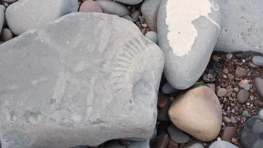 Ancient large ammonite fossil exposed on blue lias rock stone on Jurassic Coast of Kilve Beach in England UK