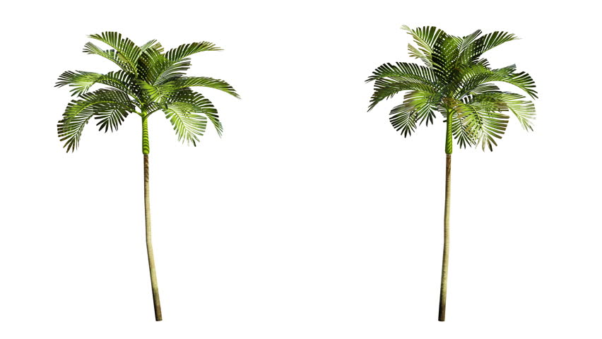 Isolated 3D realistic palm tree on the wind and black background with transparent cut out animation and alpha channel. 4k 30 fps seamless loop.