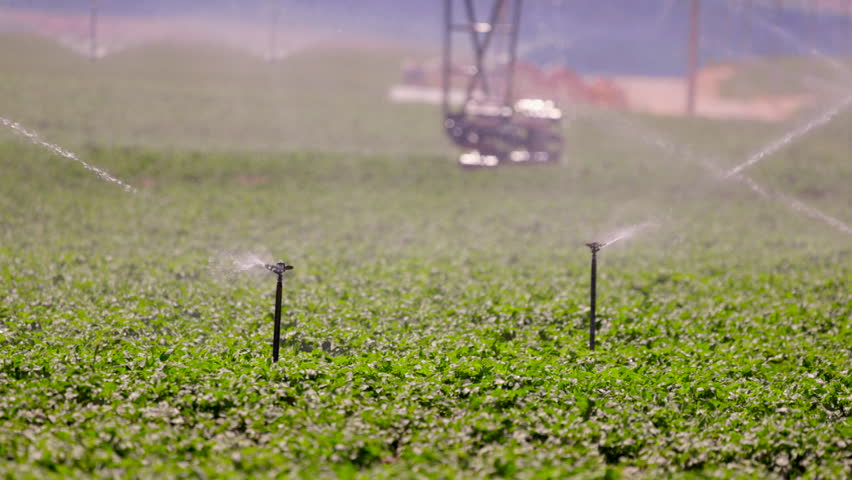 A potato farm is being irrigated with sprinklers in slow motion to enhance the growth of a healthy crop. The display highlights modern farming techniques and efficient irrigation practices