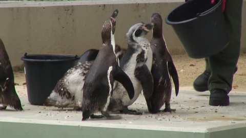 Humboldt penguin Stock Video
