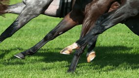 Super Slow Motion of Running Horses on Derby. Closeup of Legs. Filmed on High Speed Cinema Camera, 1000 fps. - Powered by Shutterstock - Get 15% off with code: PIKWIZARD15