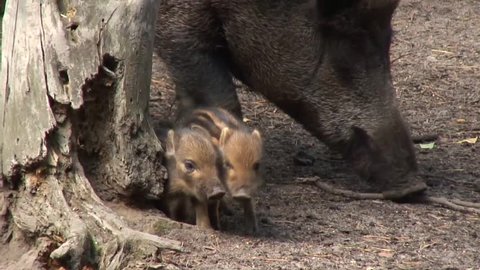 Wild boar with their young mother