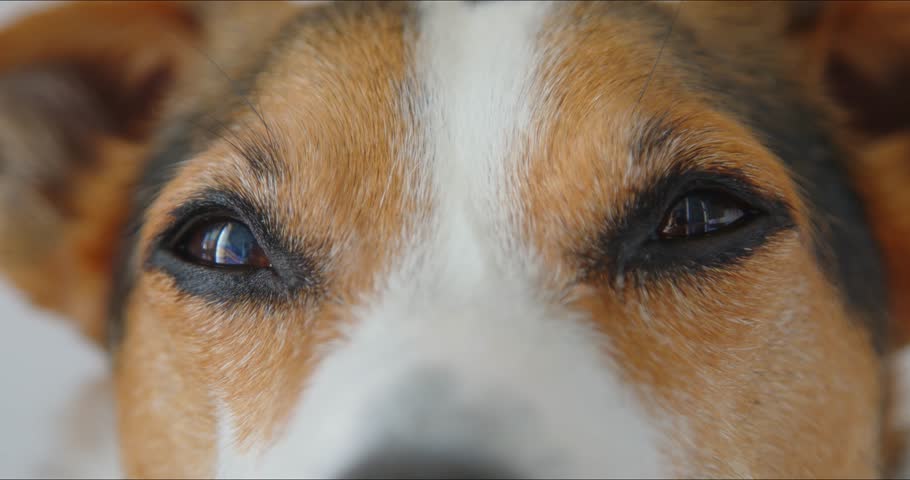 Shutterstock Video