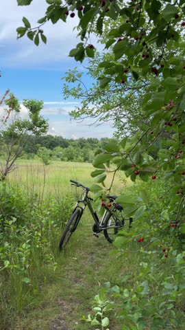Summer Landscape with Bicycle. Summer cozy green landscape, footage. Mobile Video
