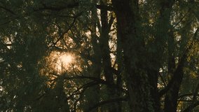 Golden Hour Sunlight Flickering Through Trees at Sunrise with Camera Moving Sideways - Slow Motion - Powered by Shutterstock - Get 15% off with code: PIKWIZARD15