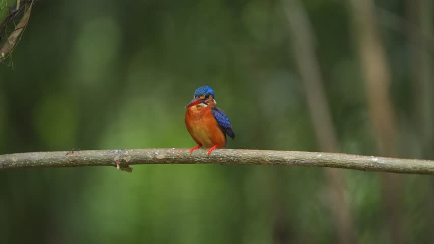 a Blue-eared kingfisher bird is nodding and flapping its wings then opening its mouth and removing obkects from its body before it's time to look for fish