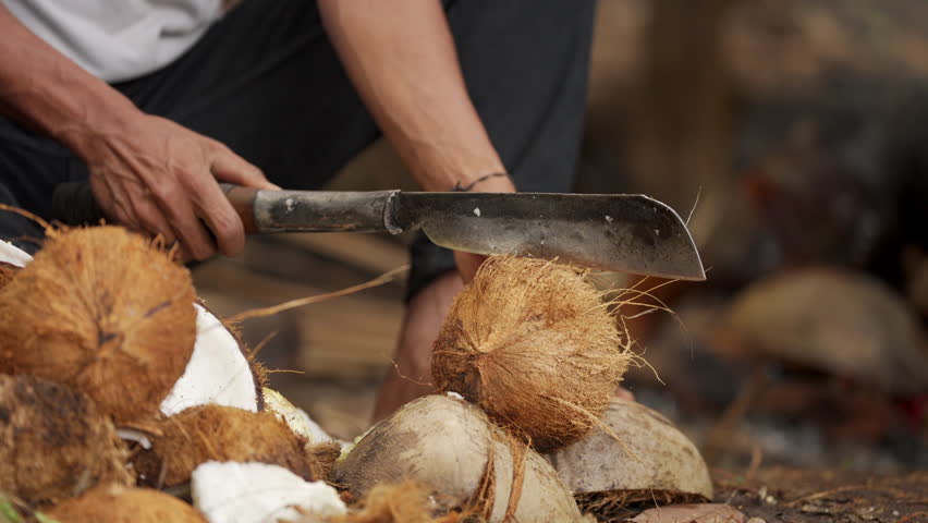 Copra farmer opening coconut with machete on farm in rural setting, smallholder using hand tool