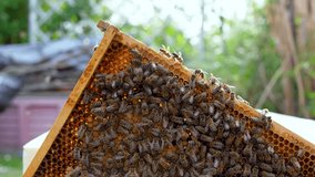  Close-up of bees crawling along a bee frame, collecting pollen and food for young bees on the honeycombs. Beekeeping. Pollen. Organic bee farm. Small business - Powered by Shutterstock - Get 15% off with code: PIKWIZARD15
