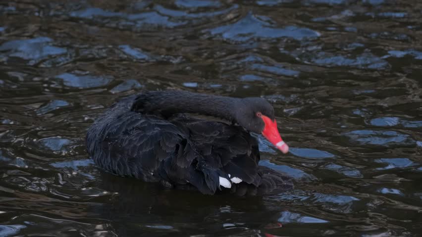 In this video, a black swan cleans itself on the water. The swan appears to glide on the water with its graceful movements. It reveals the elegance and power of the swan. This photo reflects the beaut