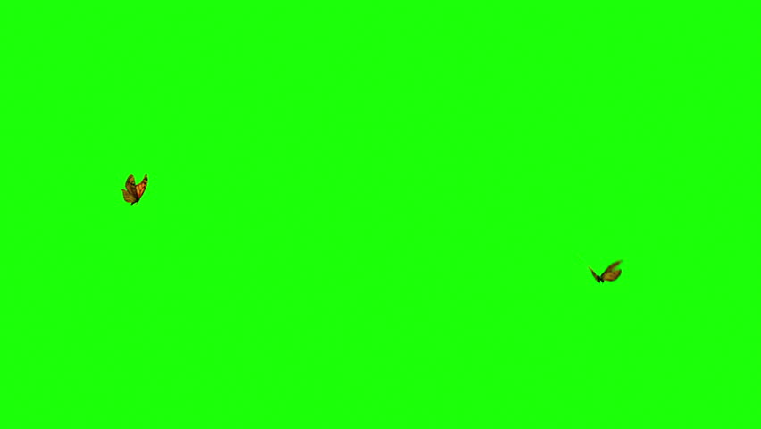 butterfly orang loops icon on green 