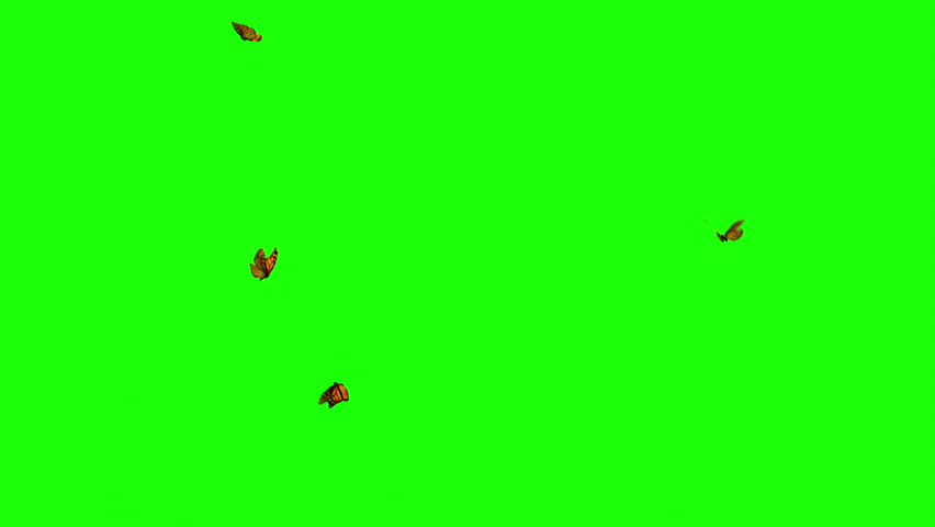 butterfly orang loops icon on green 