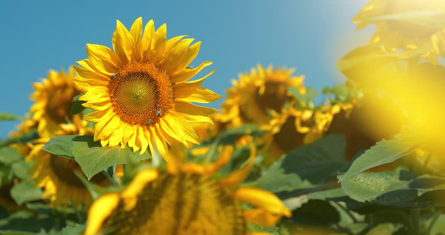 Worker bees on a beautiful sunflowers collecting pollen. Sunny day, bright sun shining on a field of sunflowers. Cinema 4K Slow Motion panoramic video