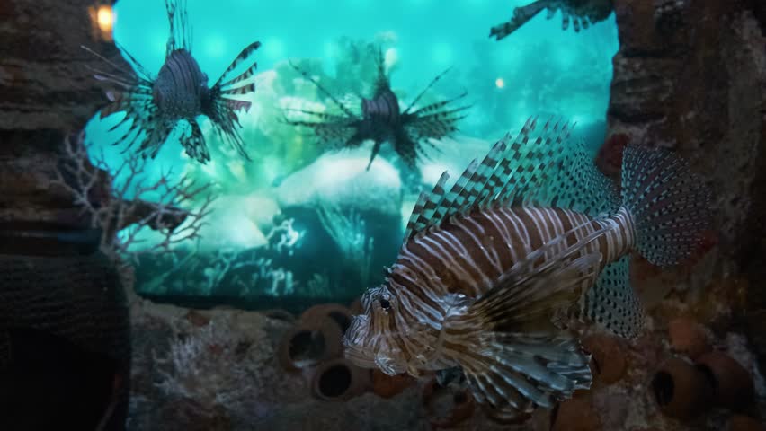 Lionfish swimming in an aquarium with coral and rocks in the background