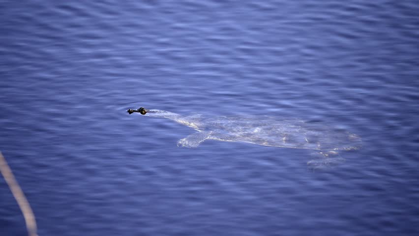 Florida Softshell Turtle Floating in Pond