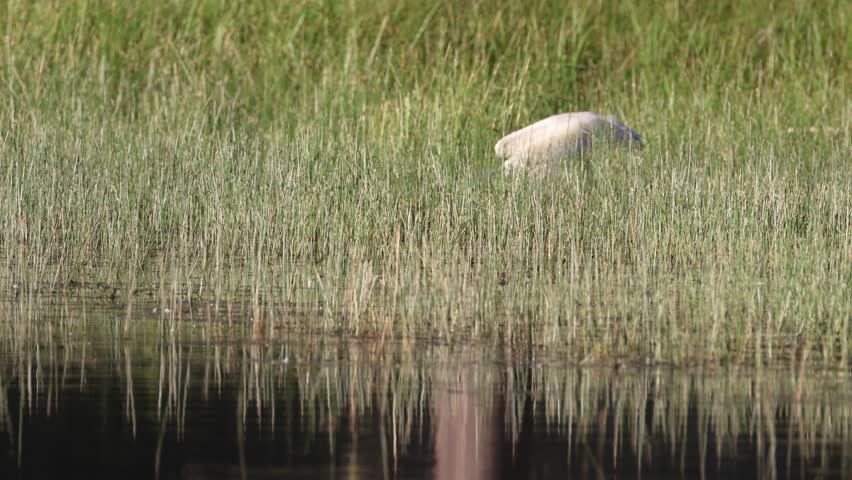 An American white pelican  (Pelecanus erythrorhynchos) foreaging in the shallows on the shoreline of Antelope Lake in Plumas County California before swimming back out into the lake.