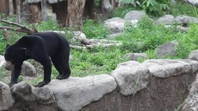 4K video recording of the Black Sun Bear (Helarctos malayanus) from the Gembirolaka Yogyakarta zoo collection.